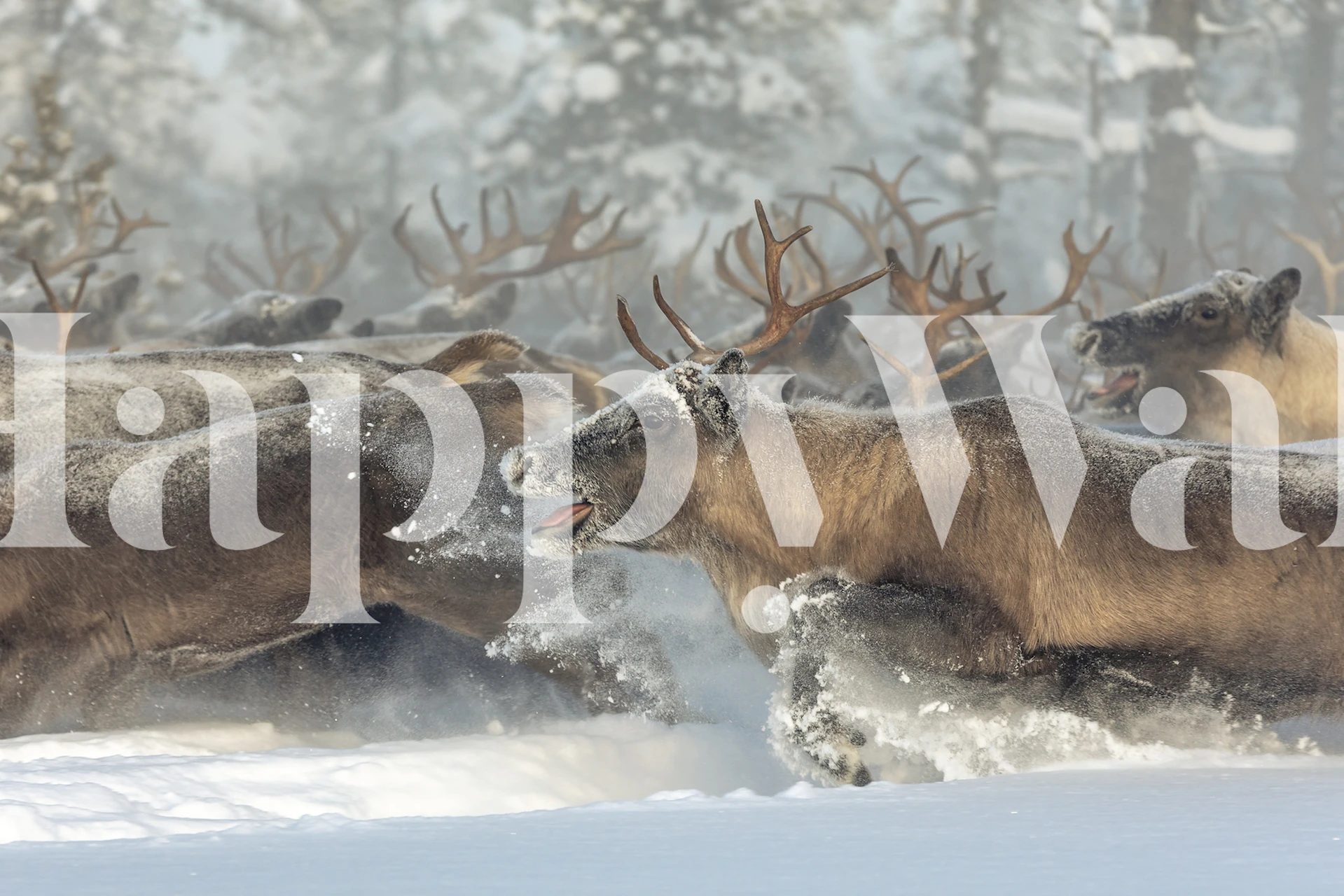 Papel pintado Reindeers III en un entorno invernal