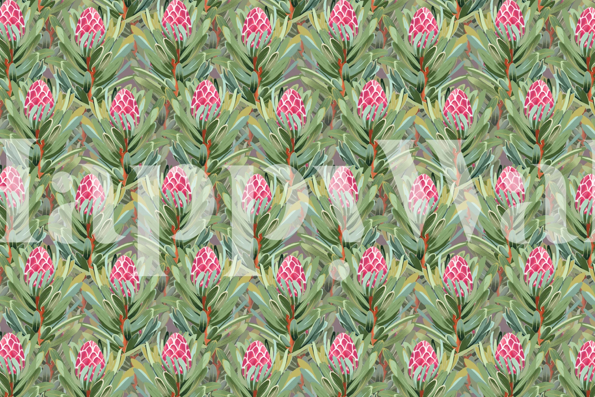 Pink protea flowers and green foliage wallpaper