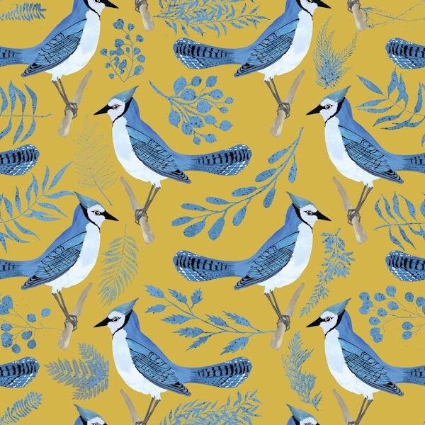 Jays Birds Blue Yellow