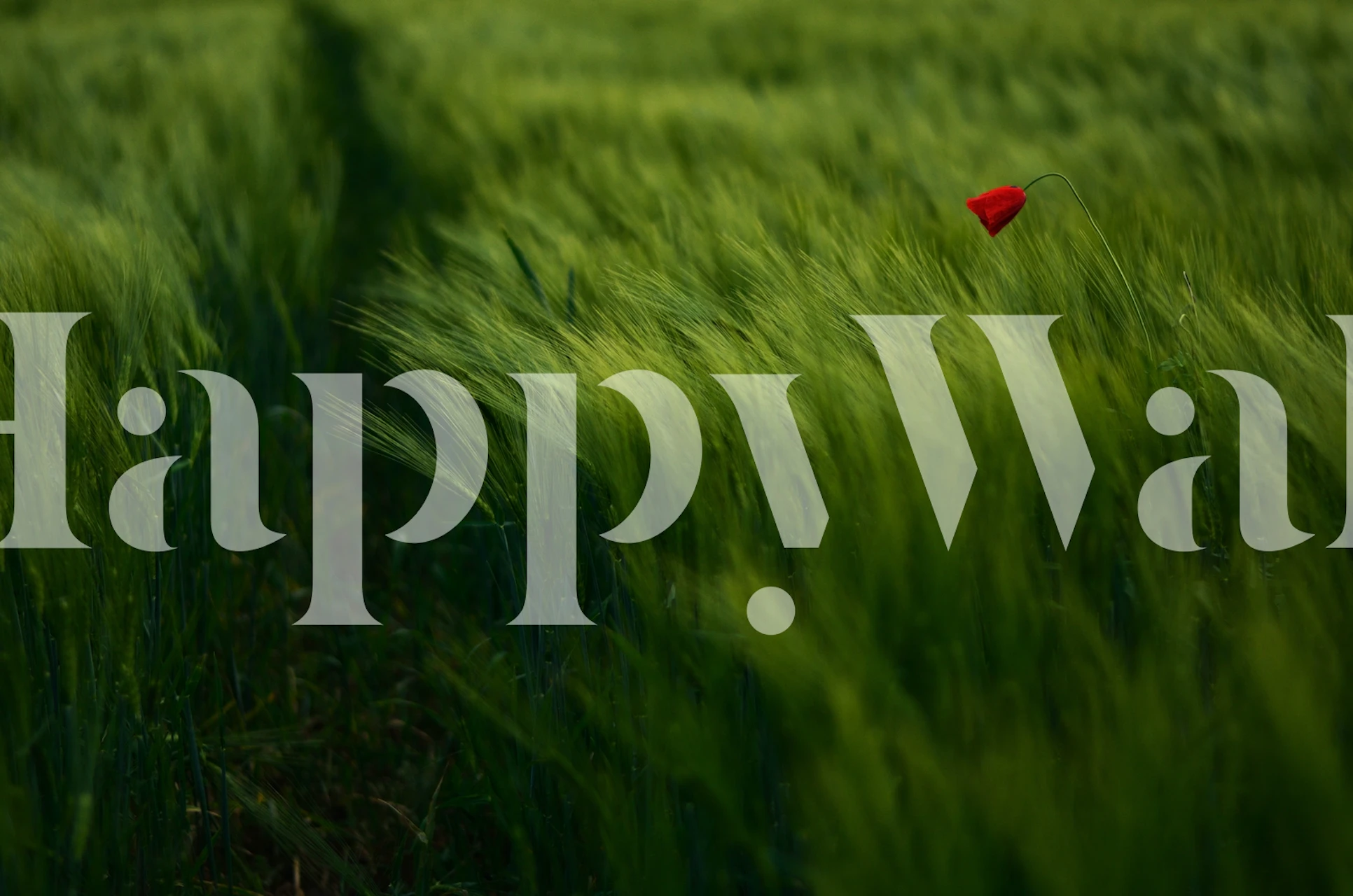 Green grass wall mural with a single red poppy called In The Wind