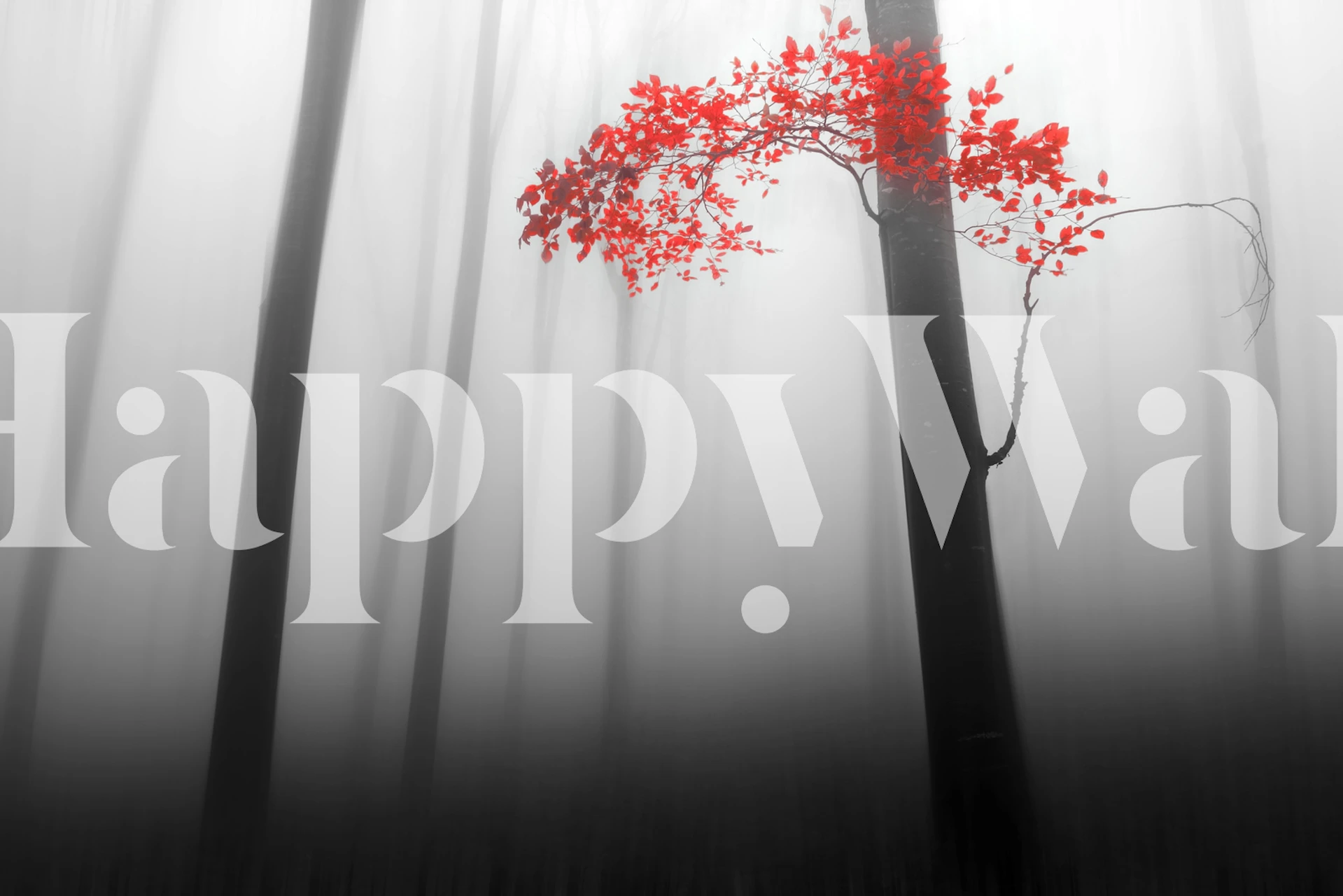 Monochrome trees with vibrant red leaves wallpaper