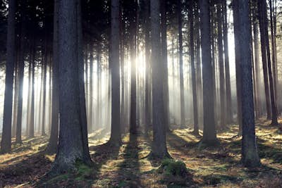 Τοιχογραφία
