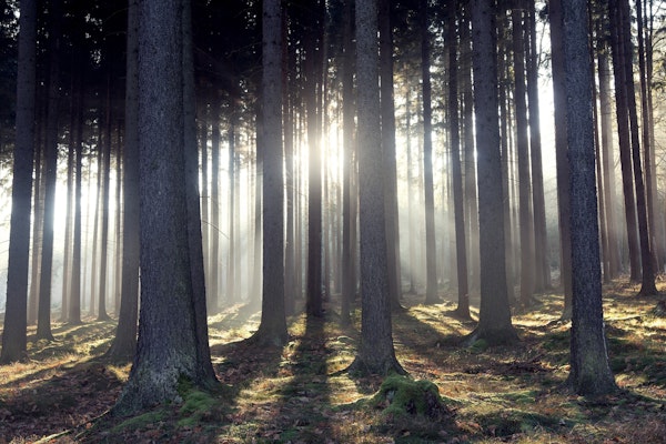 Sun rays through trees