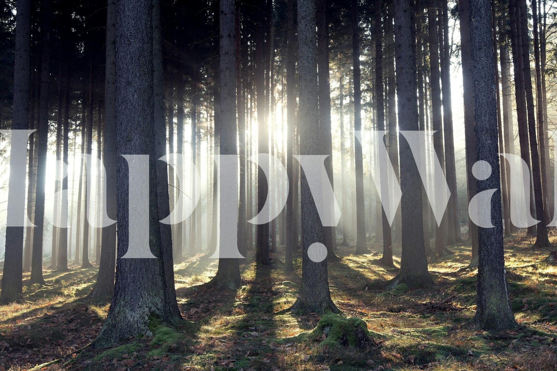 Sun rays breaking through tall trees in a misty forest wallpaper