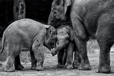 Τοιχογραφία