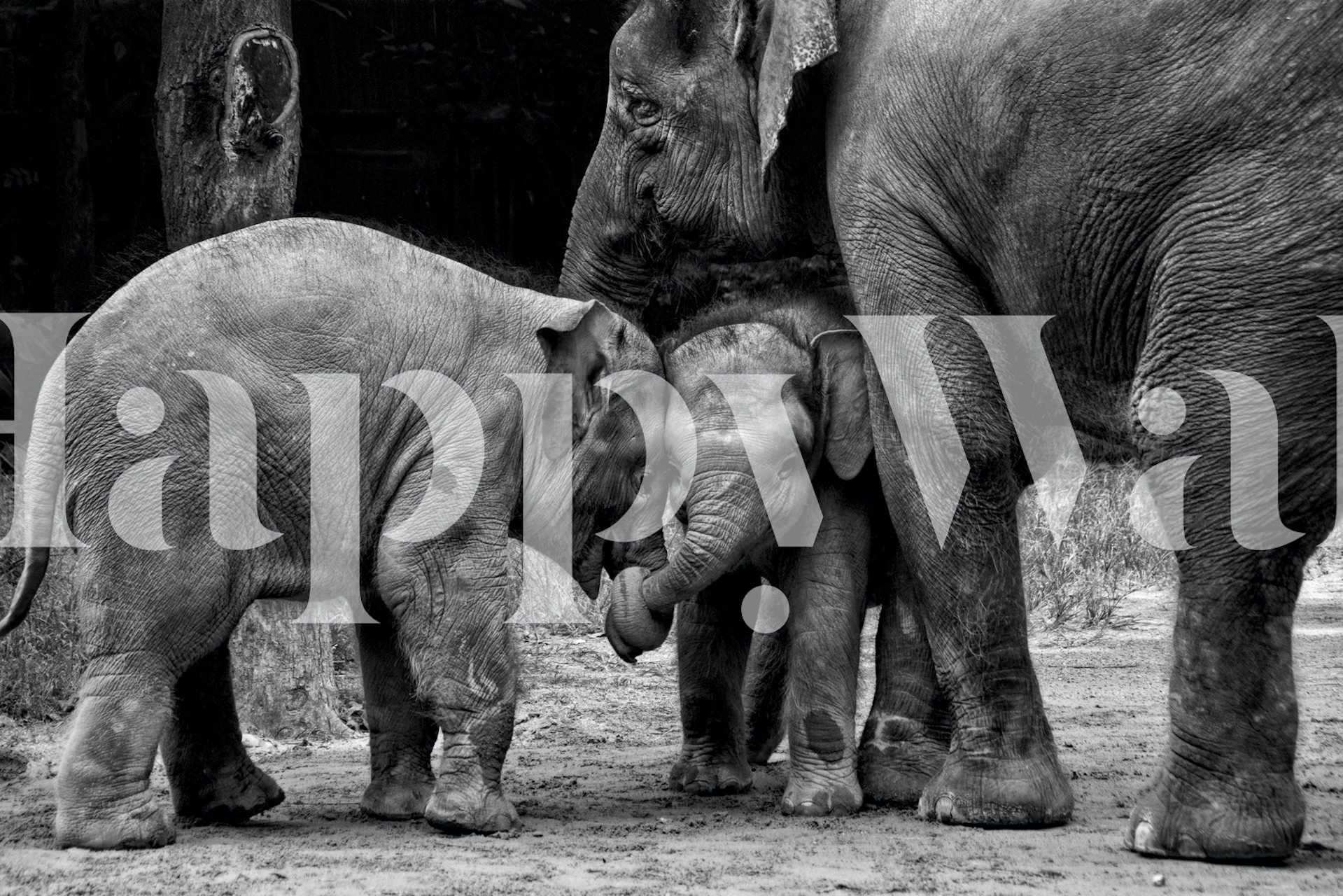 Friends Forever wallpaper in a cozy room