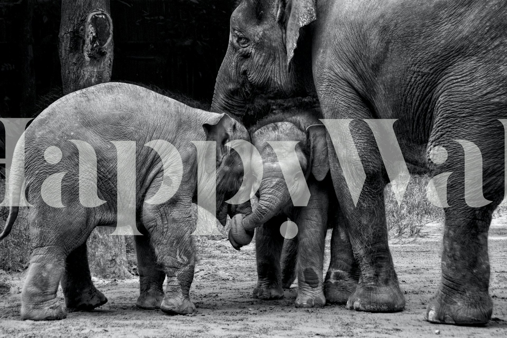 Friends Forever wallpaper in a cozy room