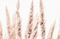 White Wild Pampas Reed tapet