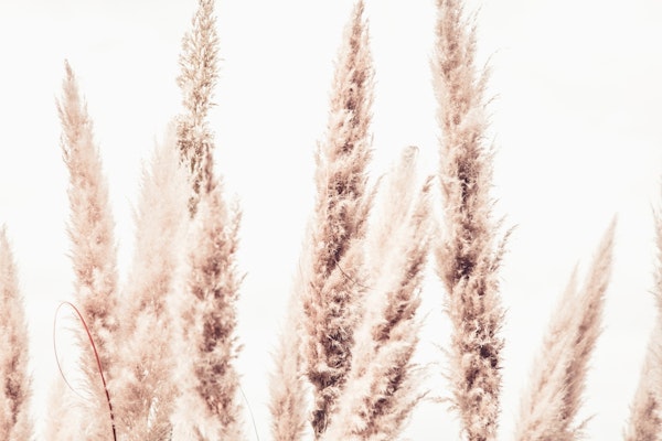 White Wild Pampas Reed