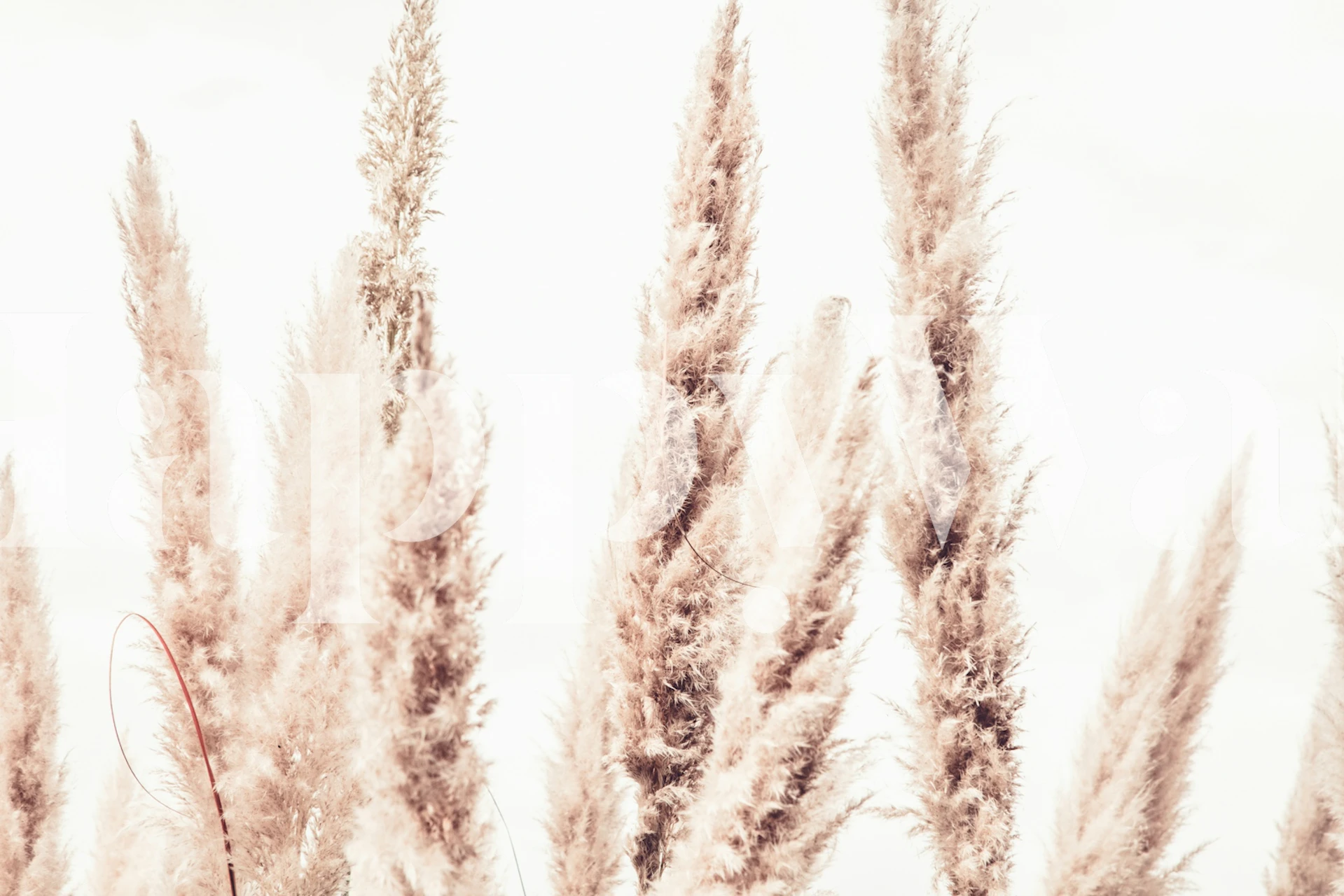 White Wild Pampas Reed tapet i ett rum