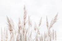 Clean White Pampas Grass tapet