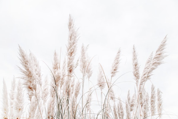 Clean White Pampas Grass
