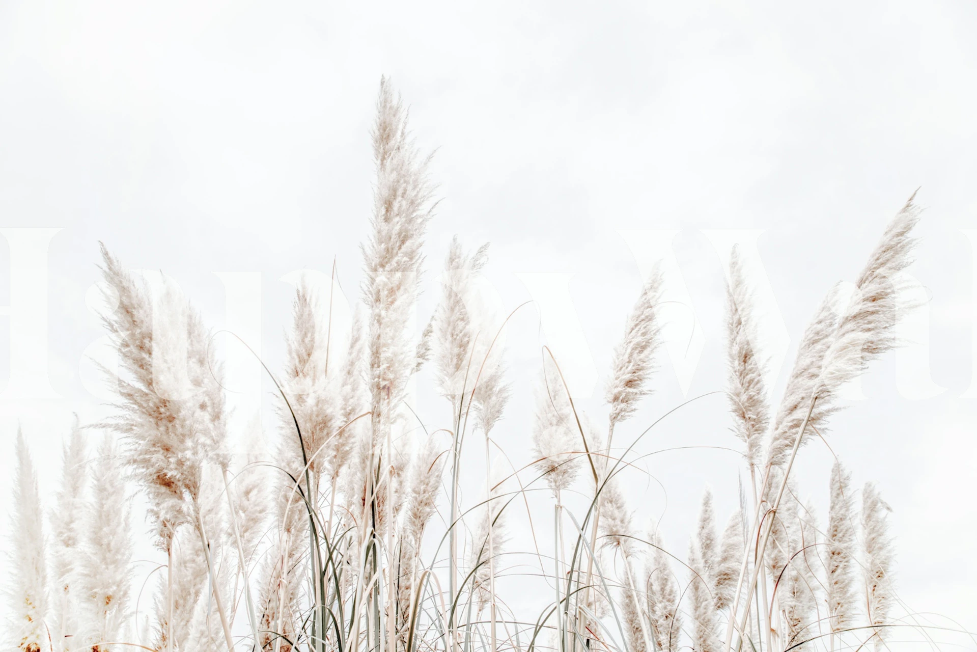 Clean White Pampas Grass wallpaper in a room