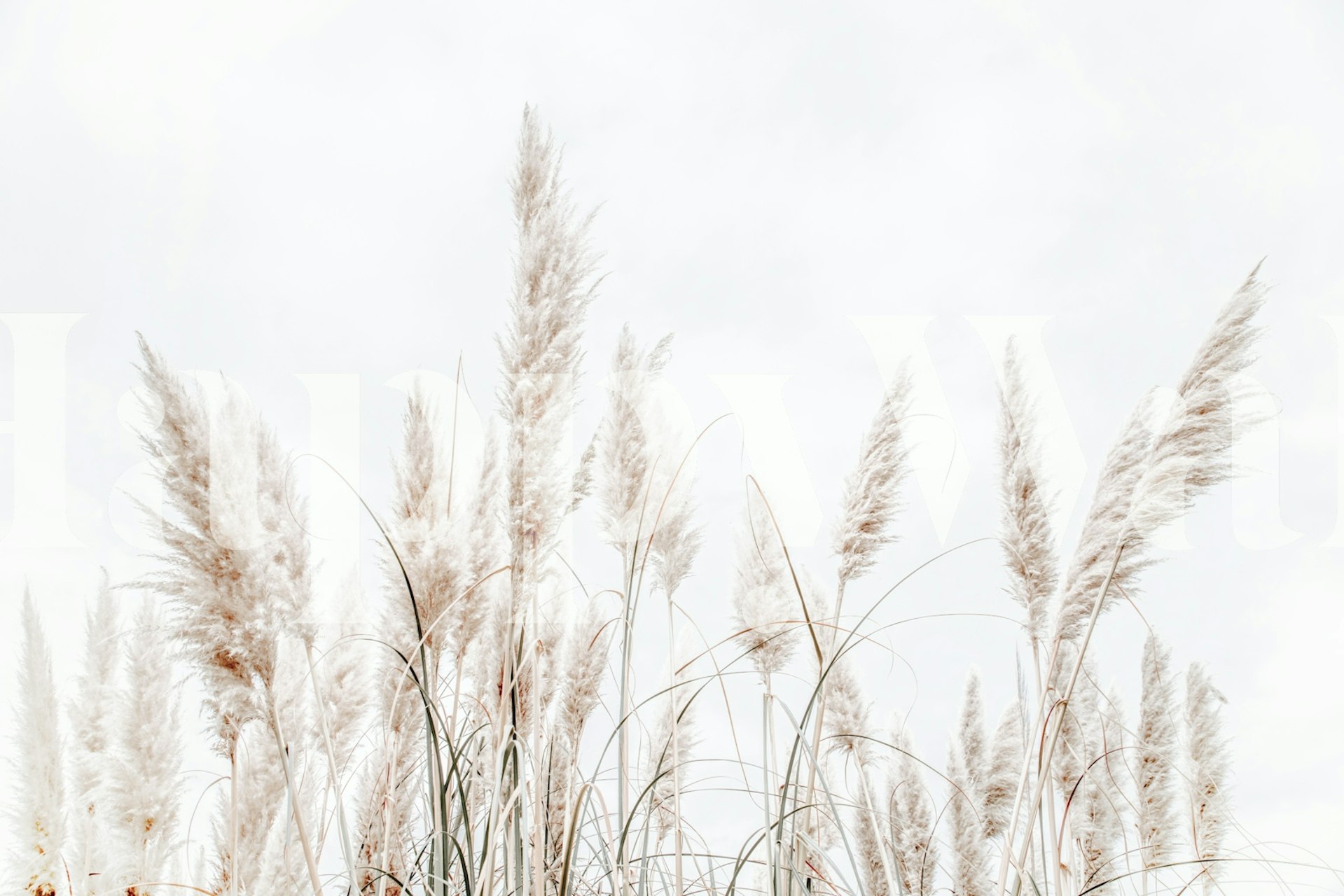 Clean White Pampas Grass behang in een kamer