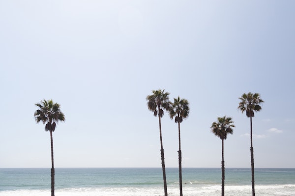Serene Palms by the Sea