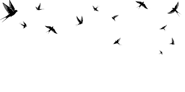 Swallows minimal version a