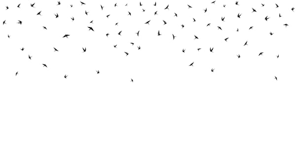 Swallows minimal version b