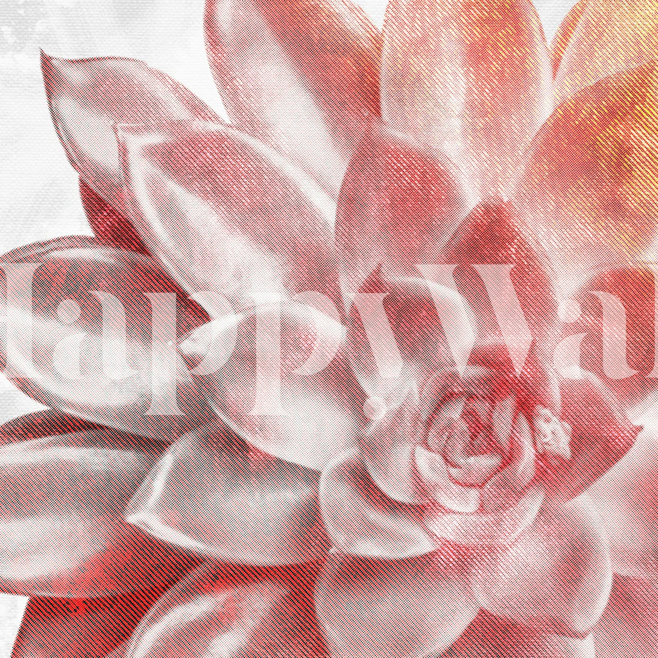 Large pink succulent flower wallpaper with soft textures