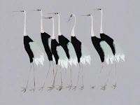 Japan Cranes Art tapete
