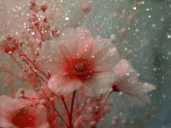 Underwater Wildflower Dream