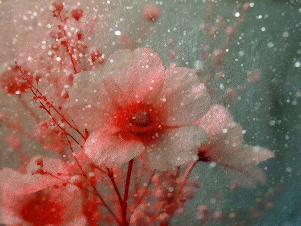 Underwater Wildflower Dream