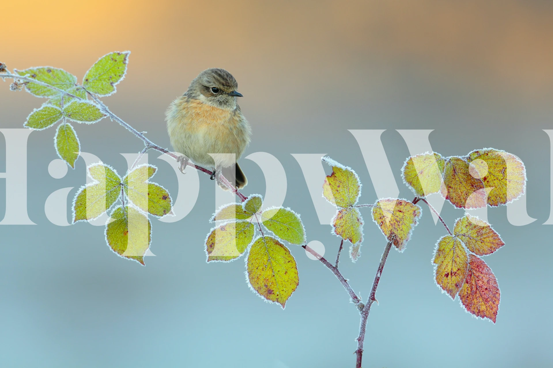 Winter colors wallpaper in a room setting