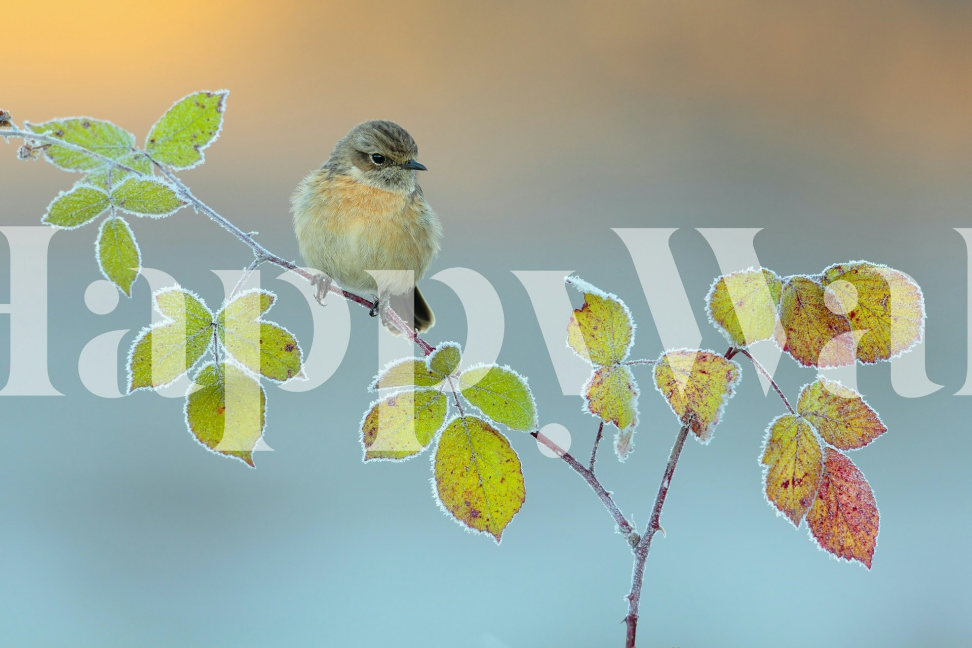 Winter colors tapeta w aranżacji pokoju