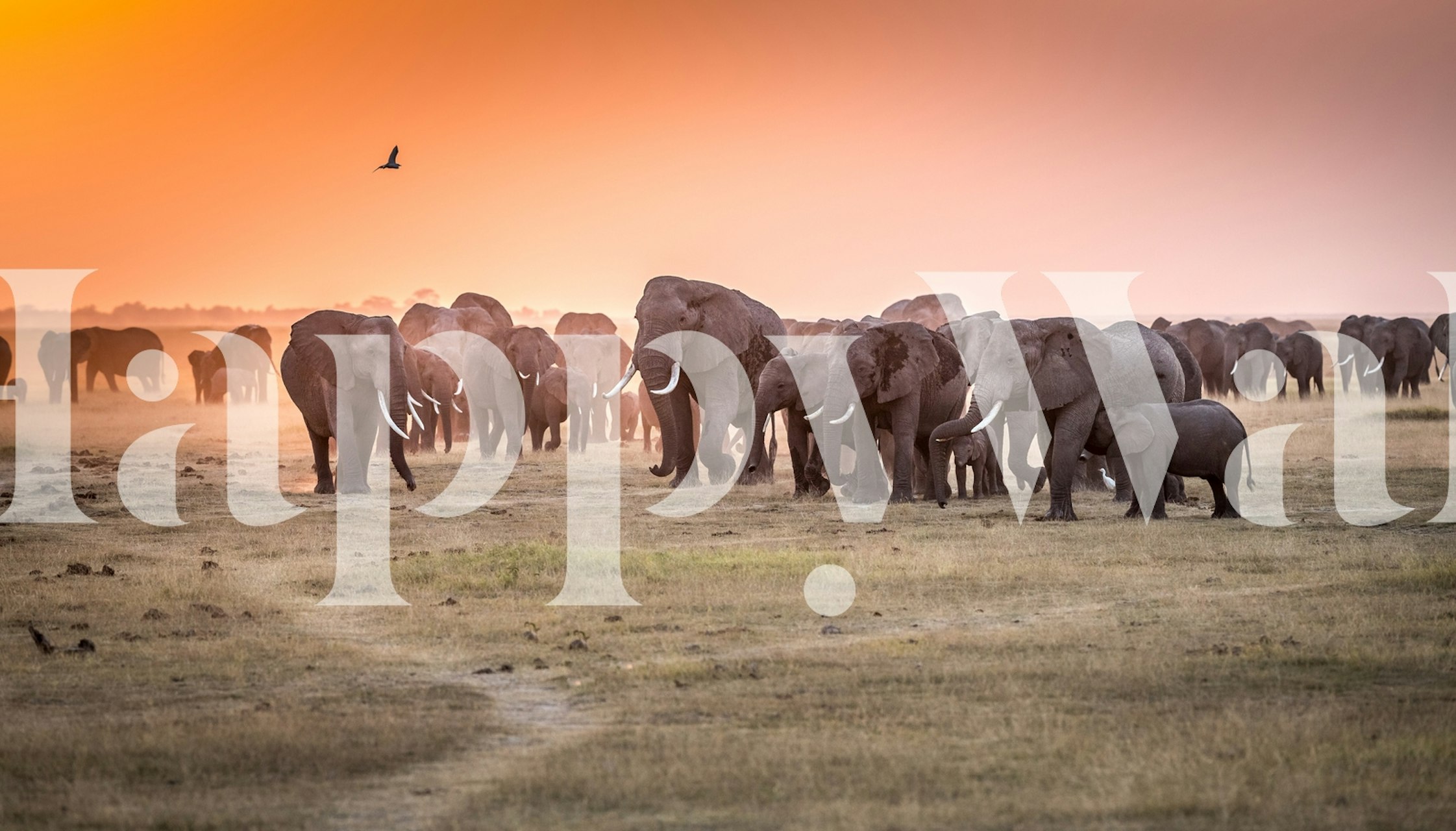 Silhouette of elephants at sunset with warm orange hues wallpaper