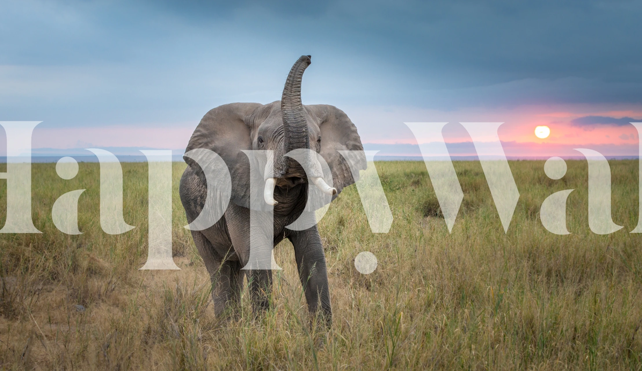 Elephant wallpaper in a room