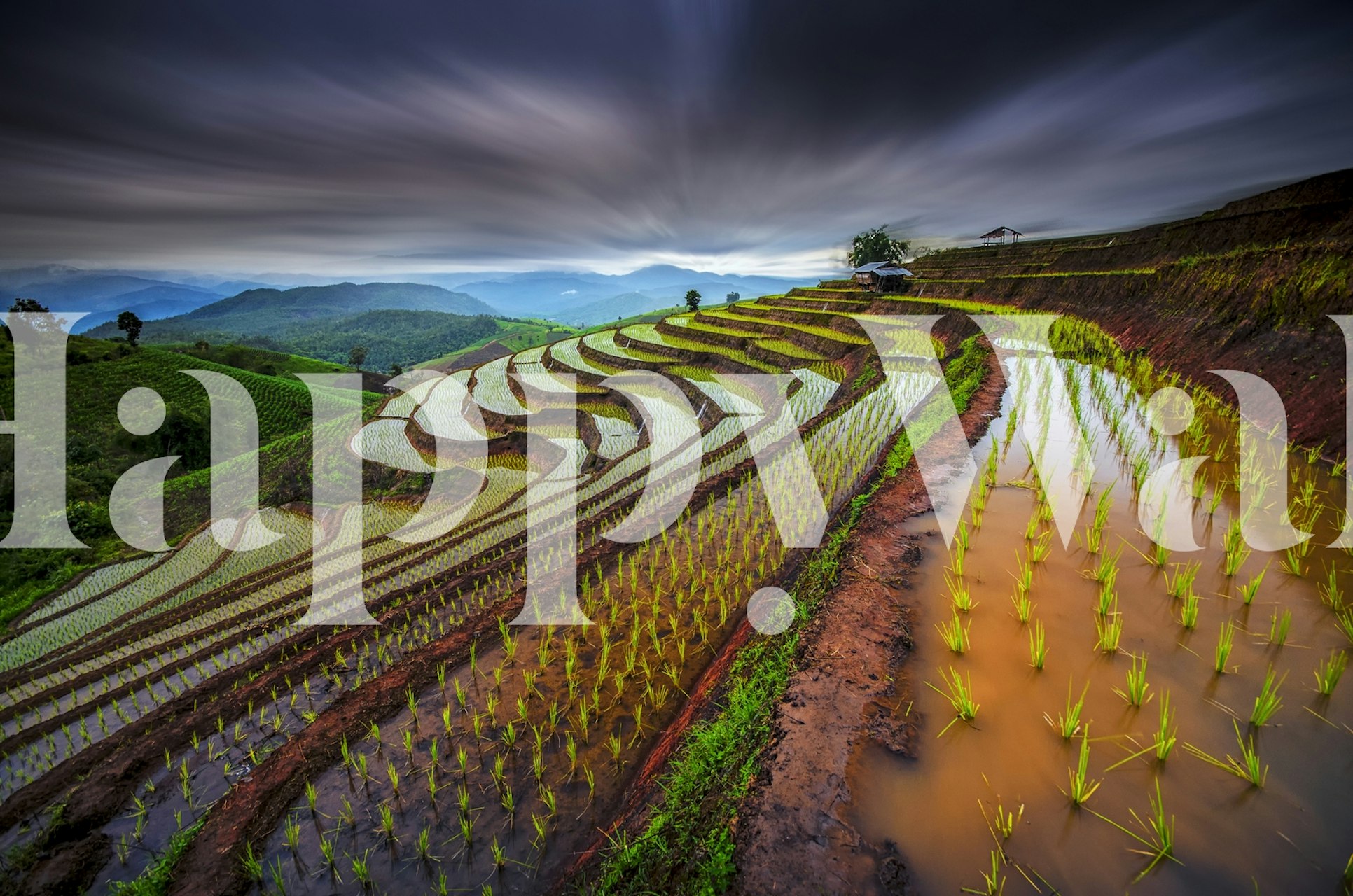 Rice terrace field landscape with green plants and brown soil wallpaper