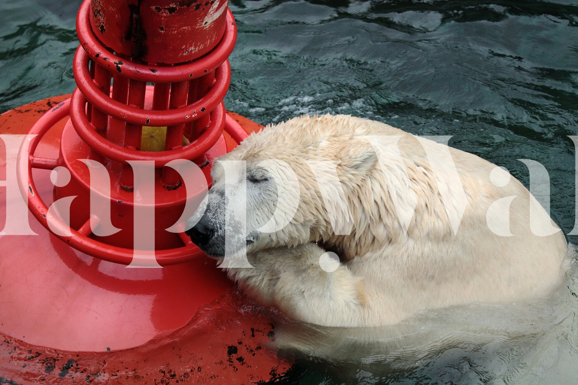 Een ijsbeer rust tegen een rode boei op de watermuurschildering