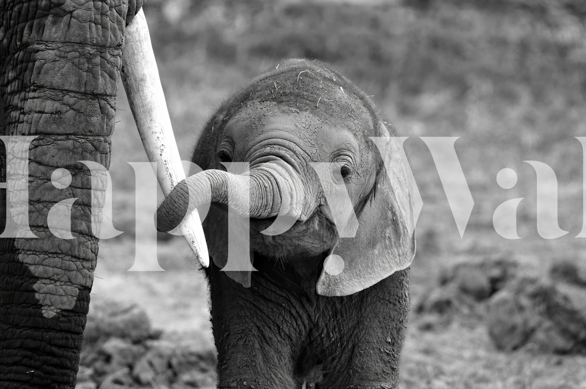 Tapeta z małym słoniem w pokoju