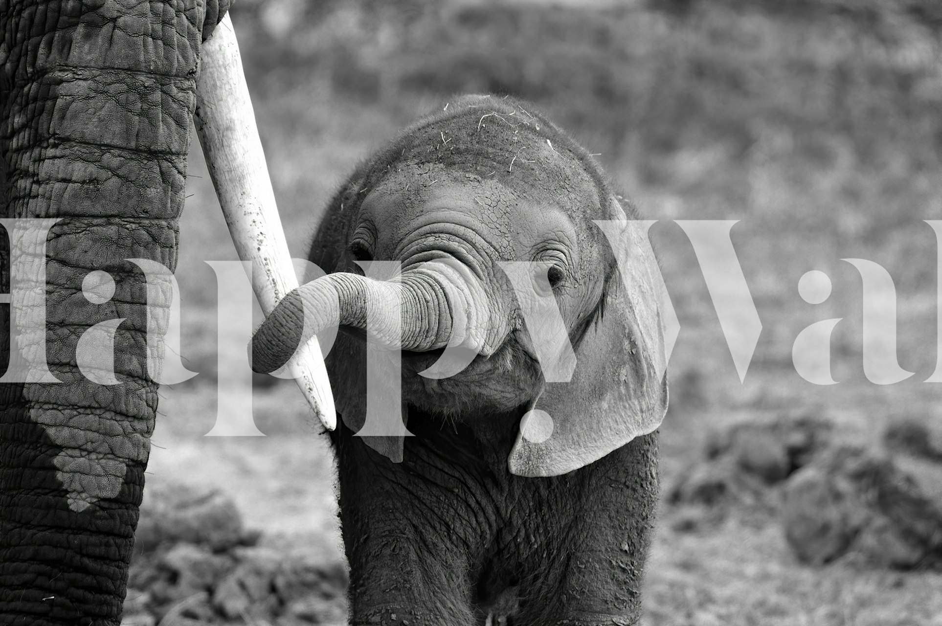 Tapetti, jossa on vauhetiheys huoneessa