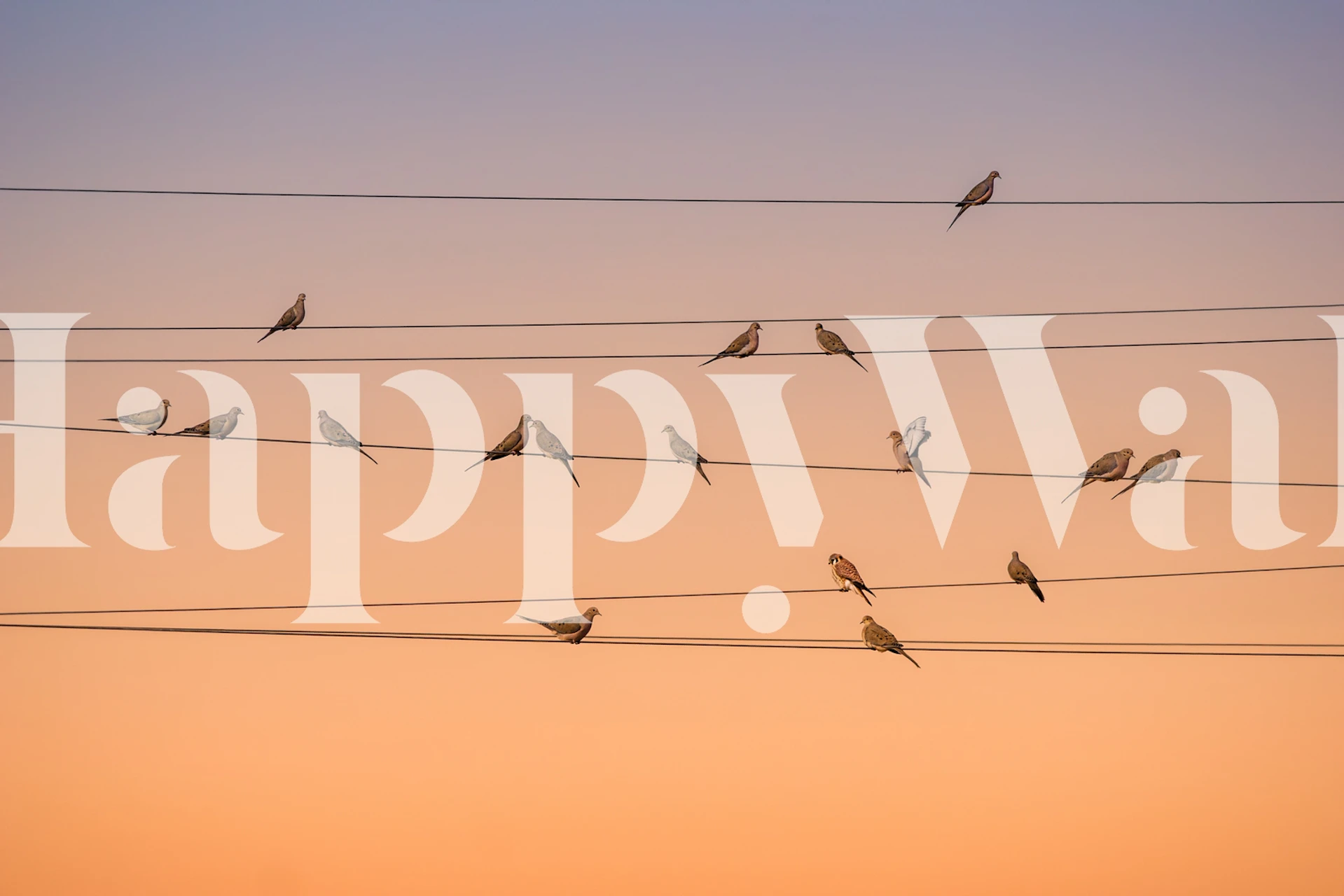 Birds resting on power lines at dusk wall mural