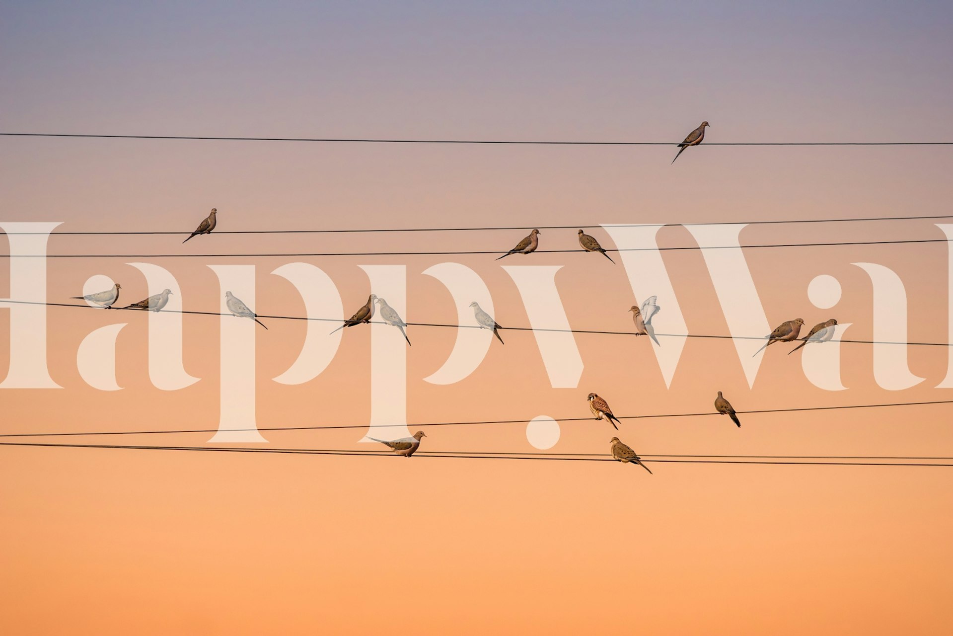 Birds resting on power lines at dusk wall mural
