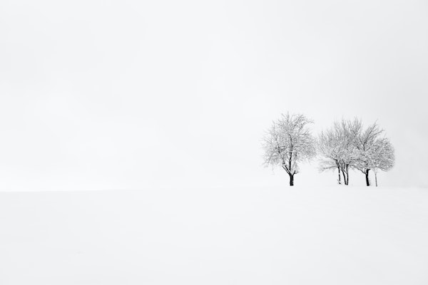 tree and silence