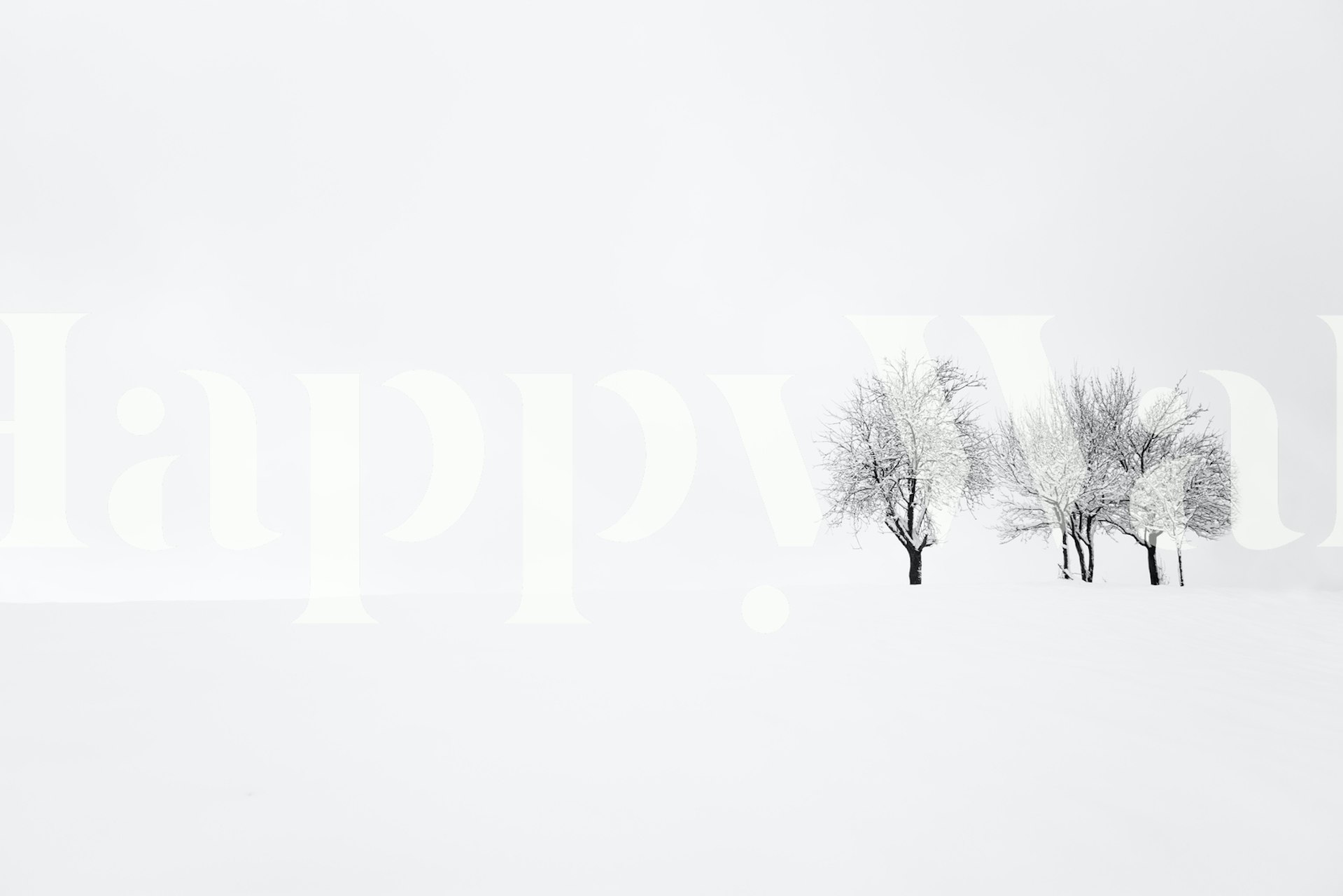 Three snow-covered trees on a white background wallpaper