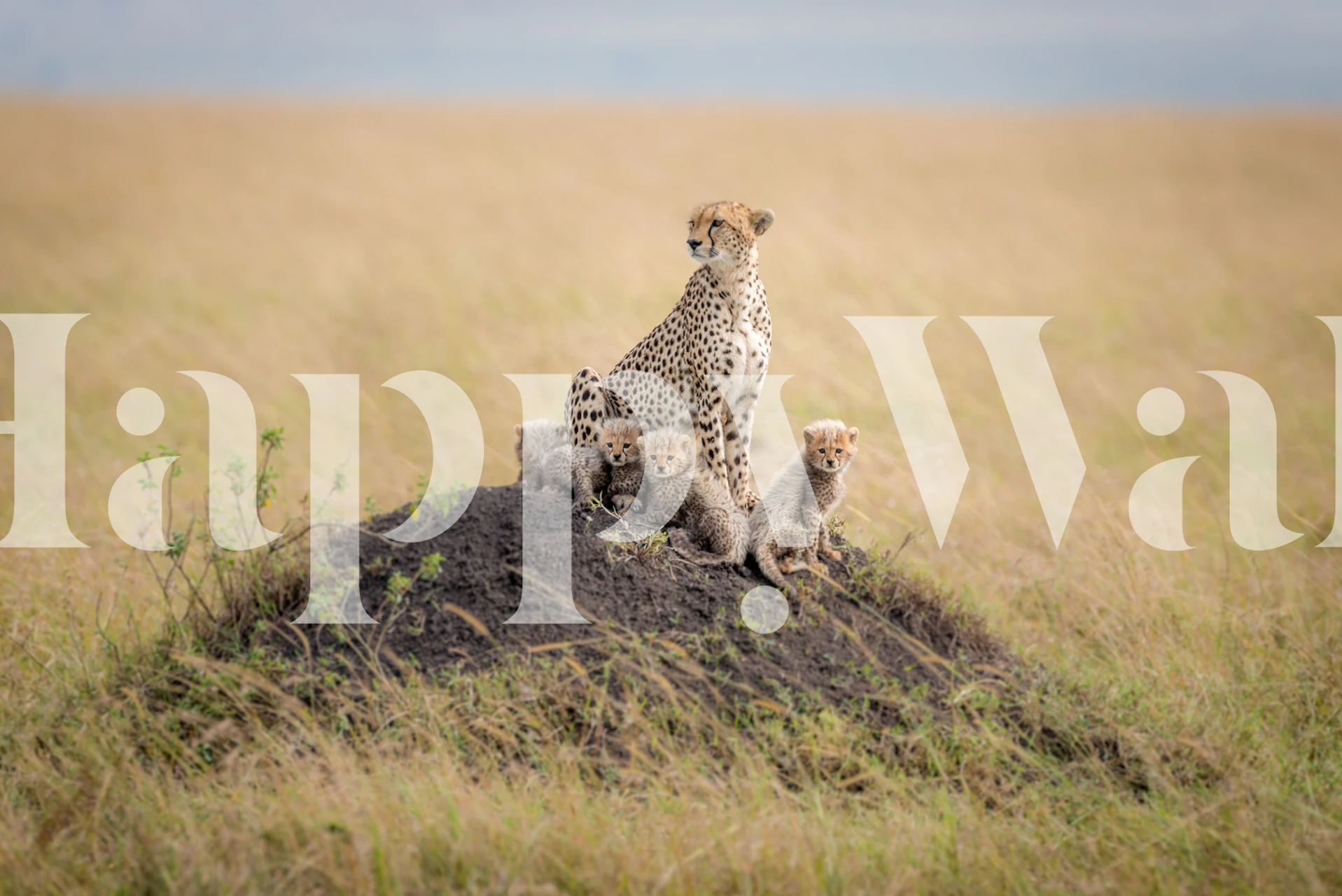 Cheetah with cubs on a mound in grassy landscape wallpaper