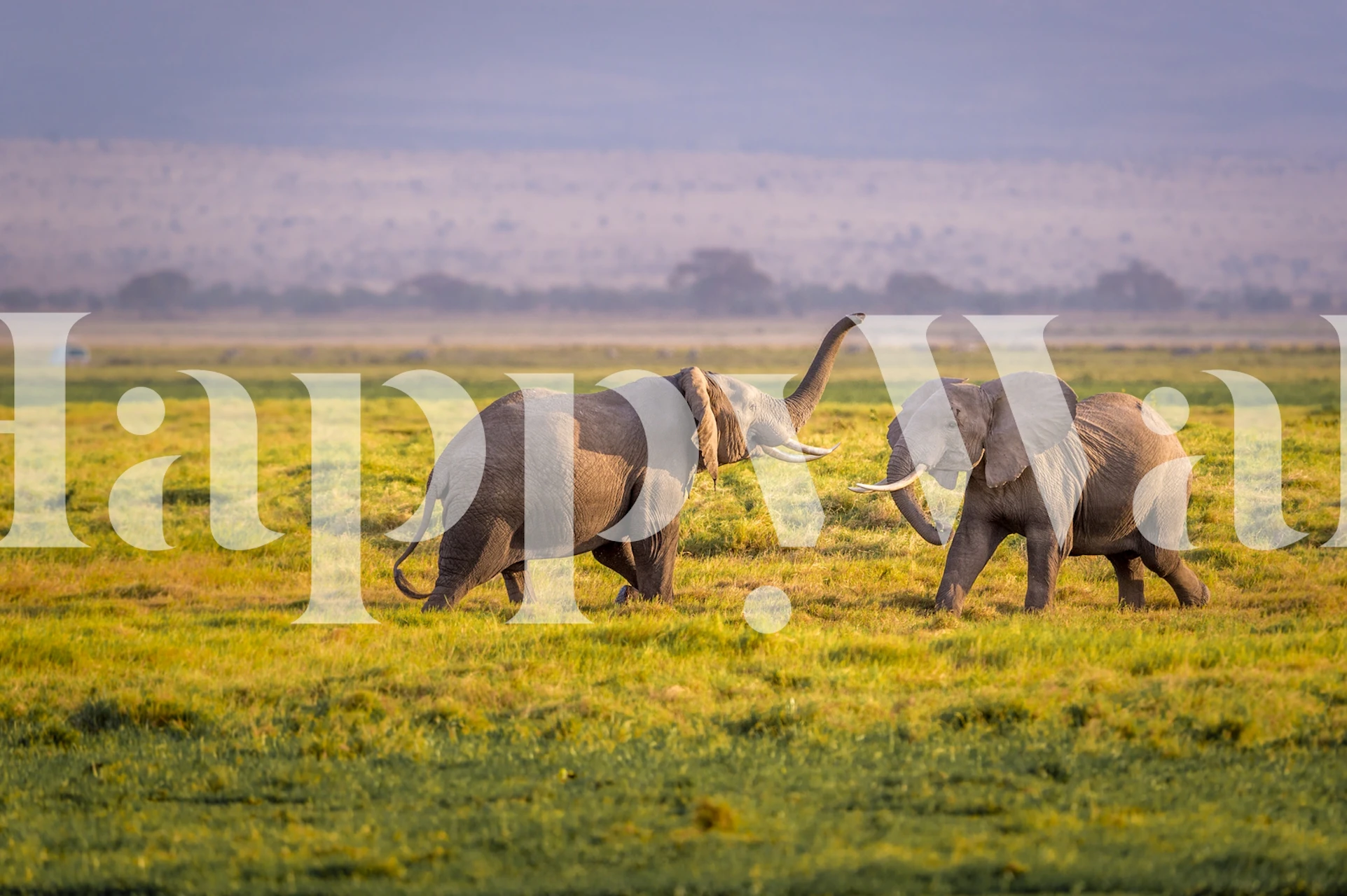 Elephants in a lush green field with soft background colors wallpaper