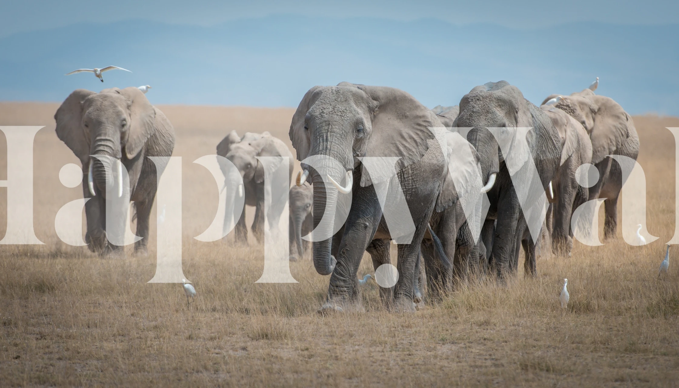 Wallpaper featuring elephants marching in a room