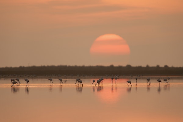 Flamingos at Sunrise
