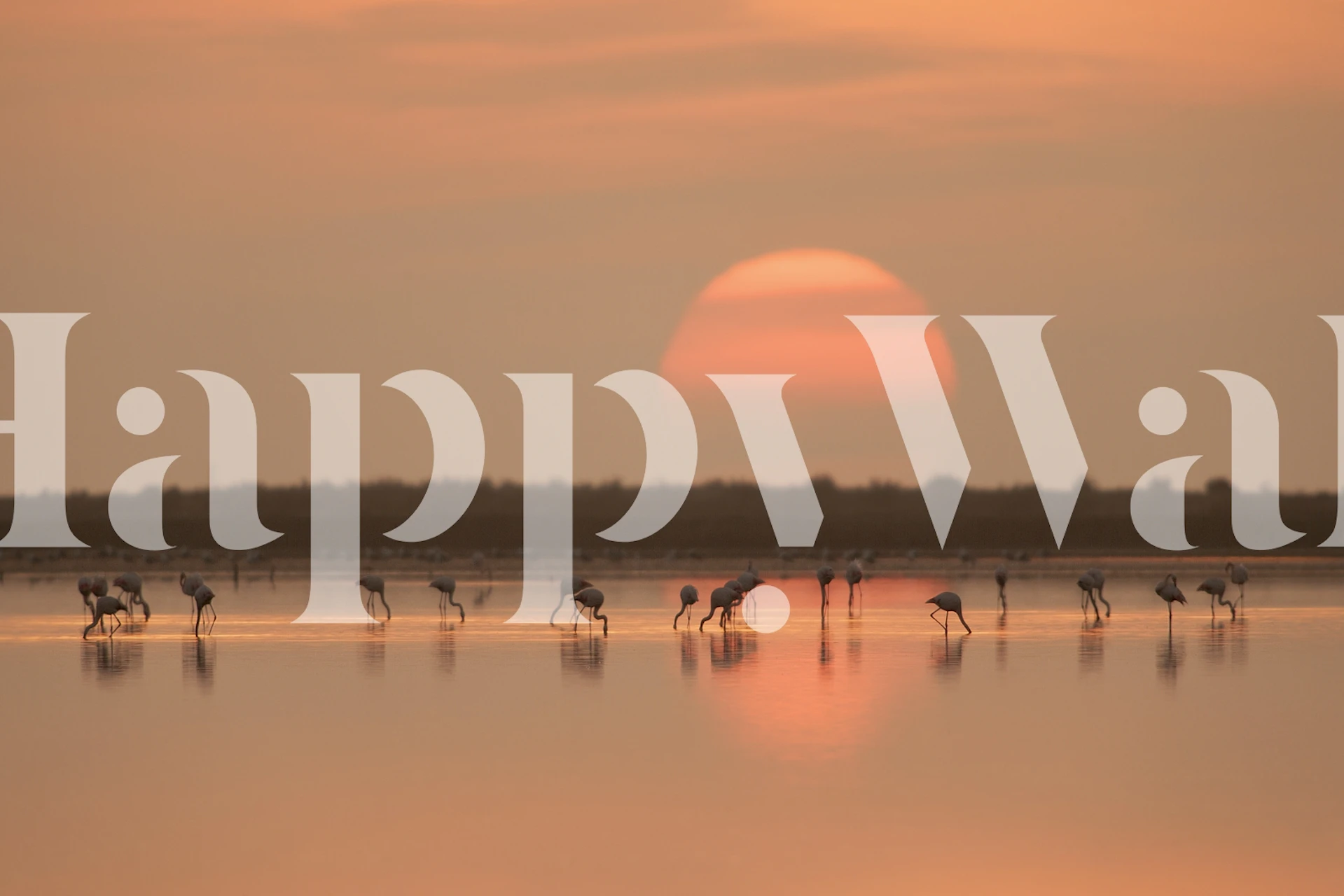 Flamingos at sunrise tapeta u sobi