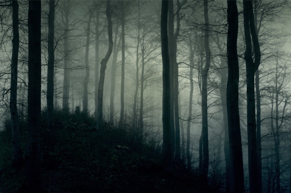 Foggy dark forest