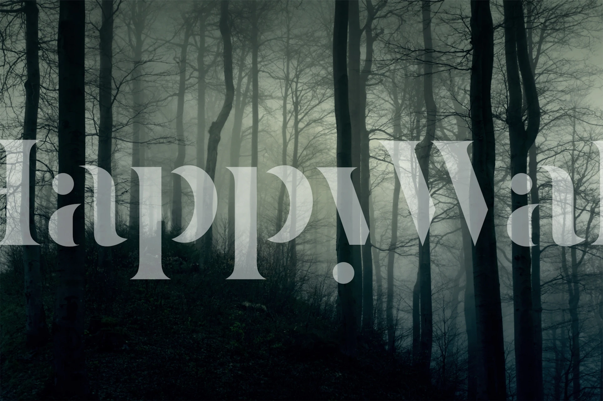 Foggy dark forest with tall trees and mist wallpaper