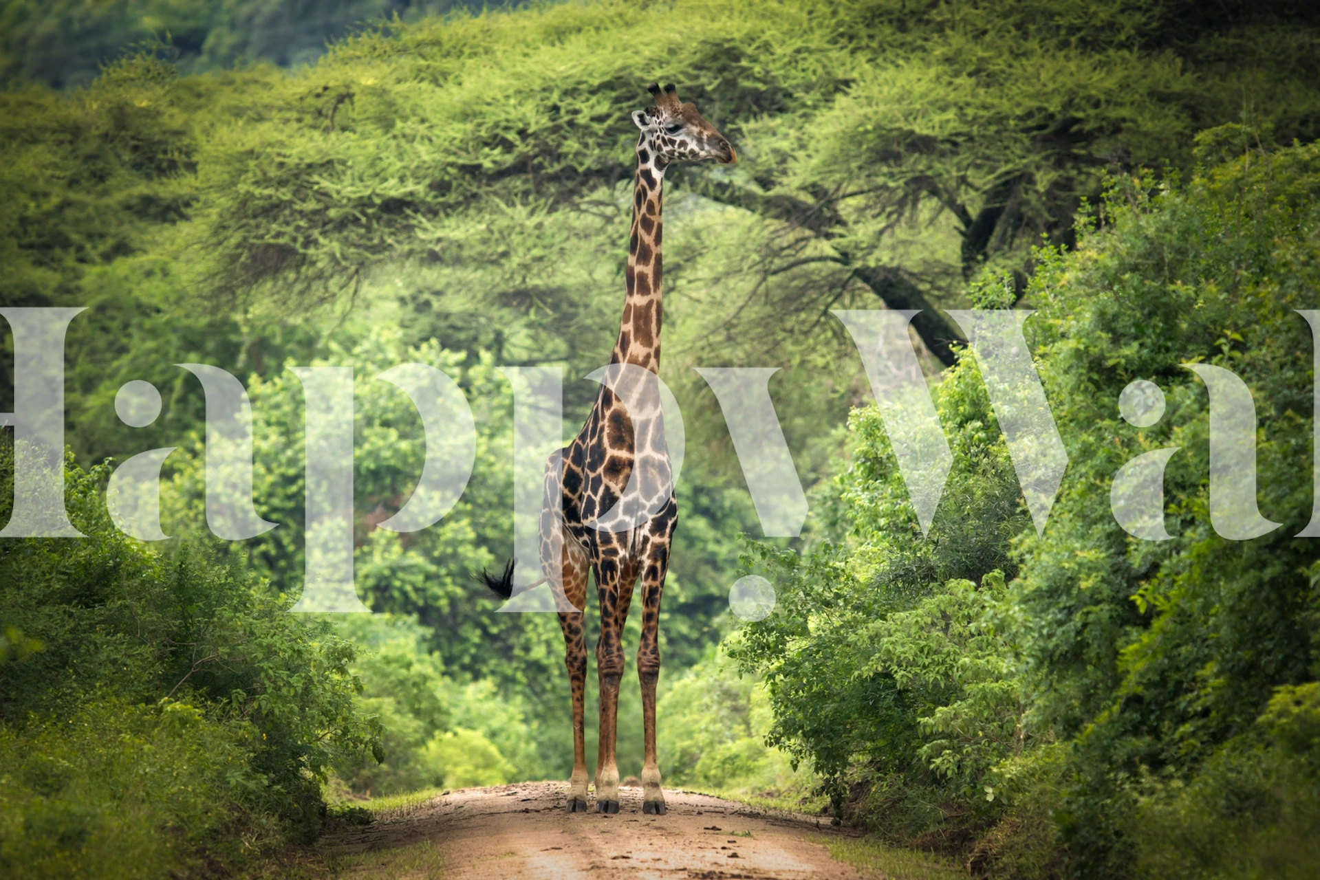 Giraffe among lush greenery and trees wallpaper