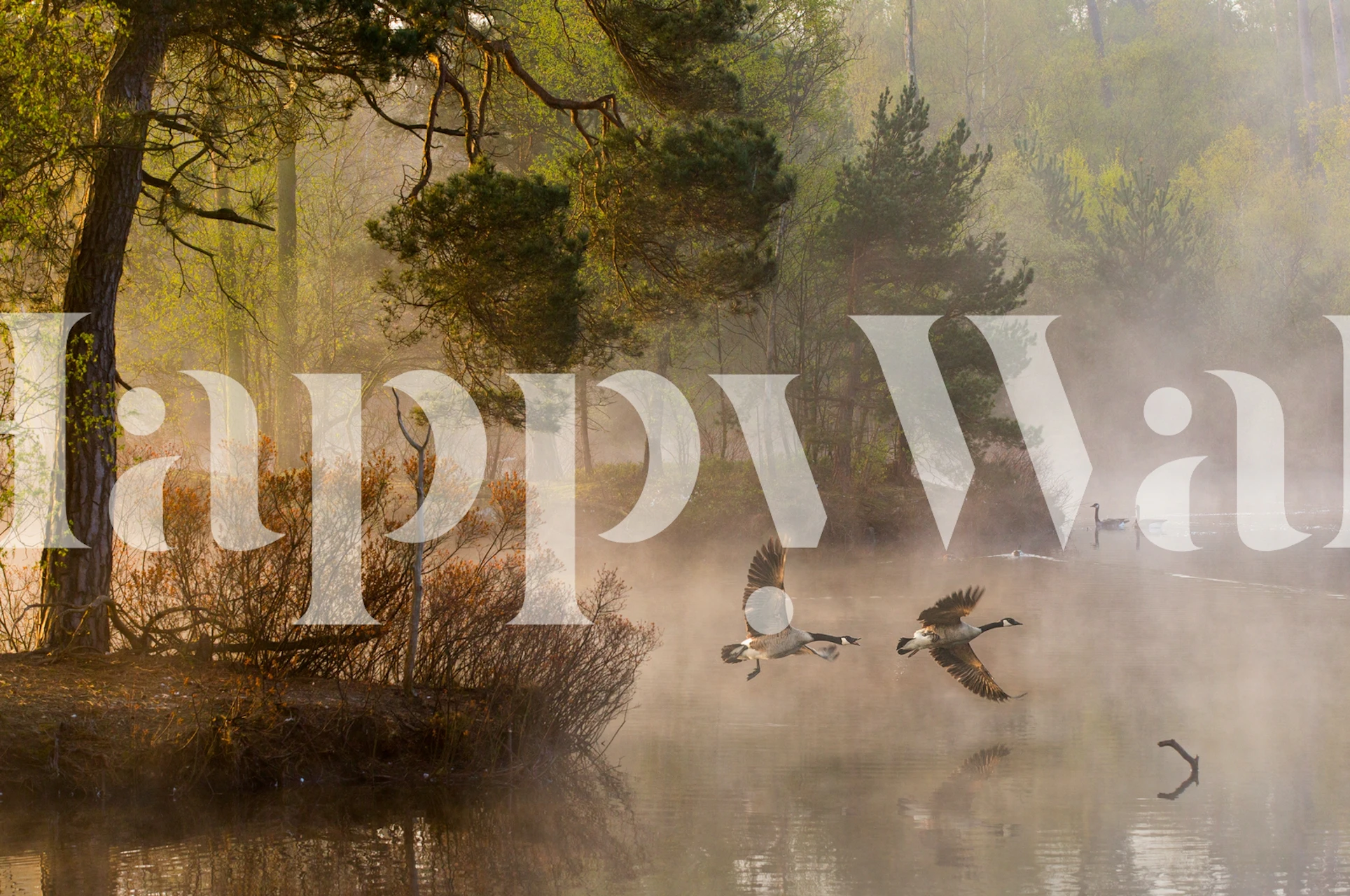 Due oche che si scontrano in un ambiente nebbioso in riva al lago. Carta da parati murale