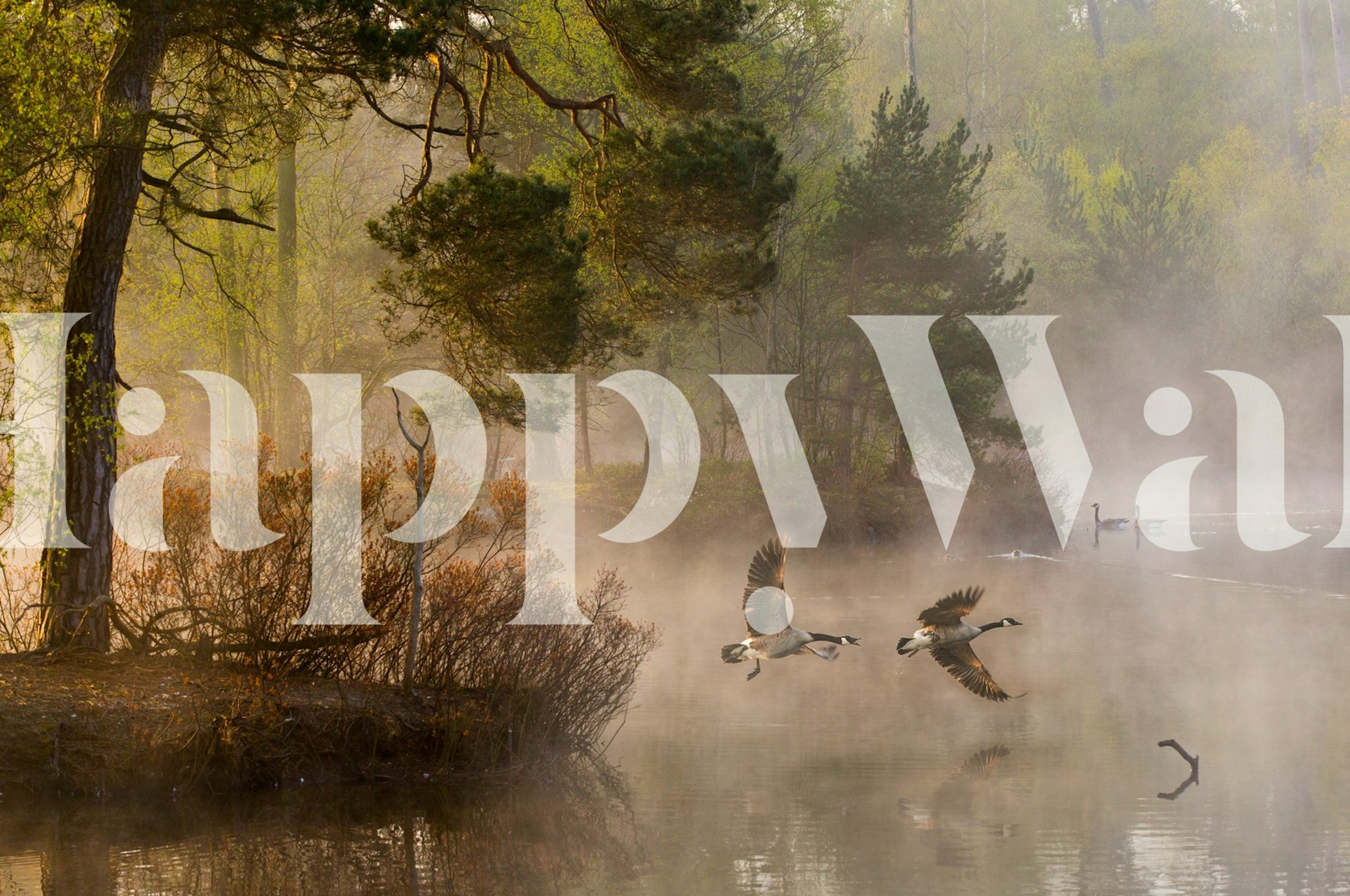 Two geese in confrontation in a misty, lakeside setting wall mural