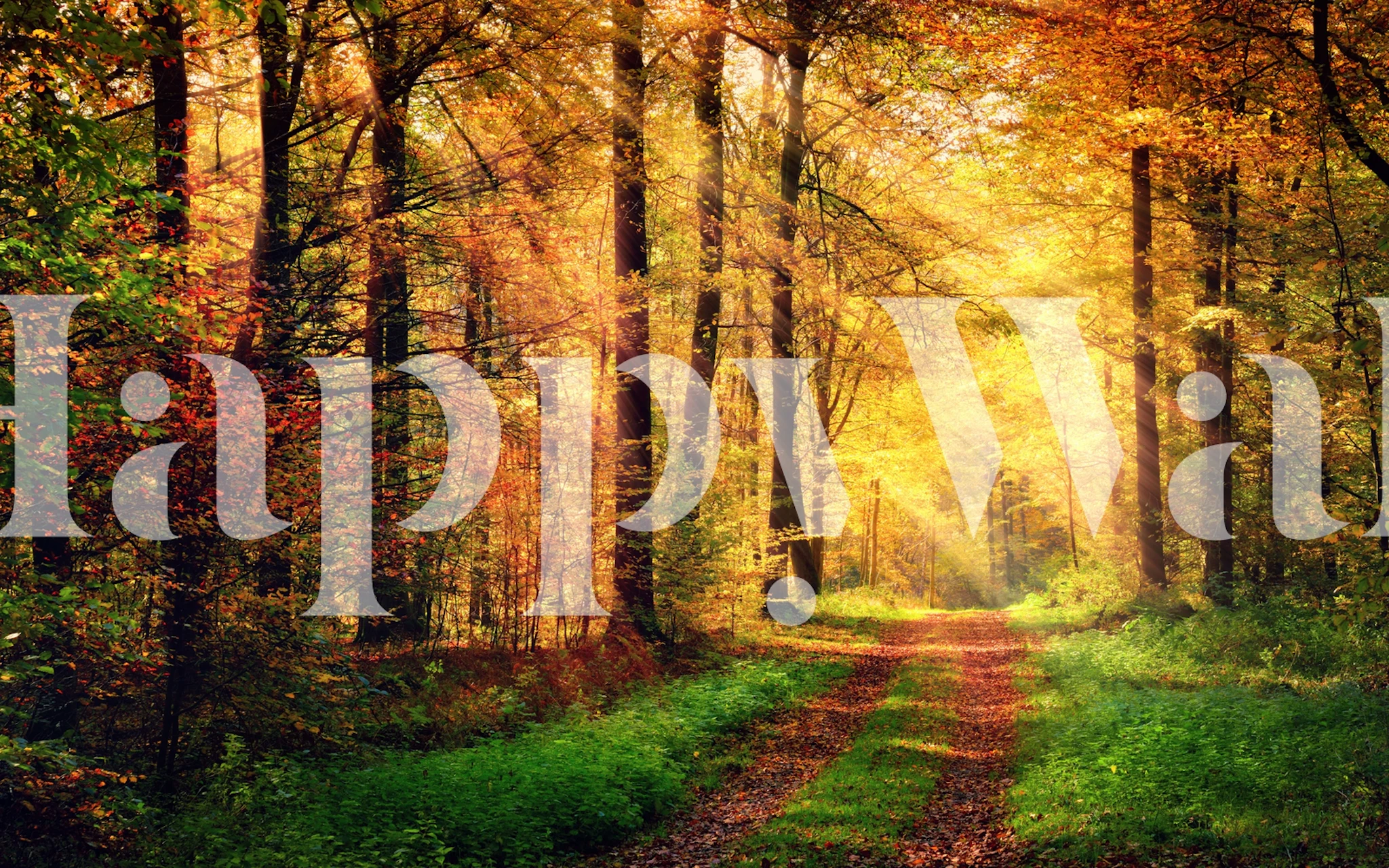 Autumn forest scene with orange and yellow leaves wallpaper