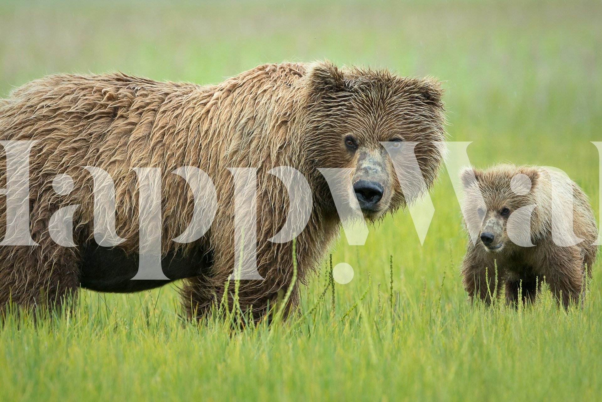 Me and Ma tapeta w ustawieniu pokoju