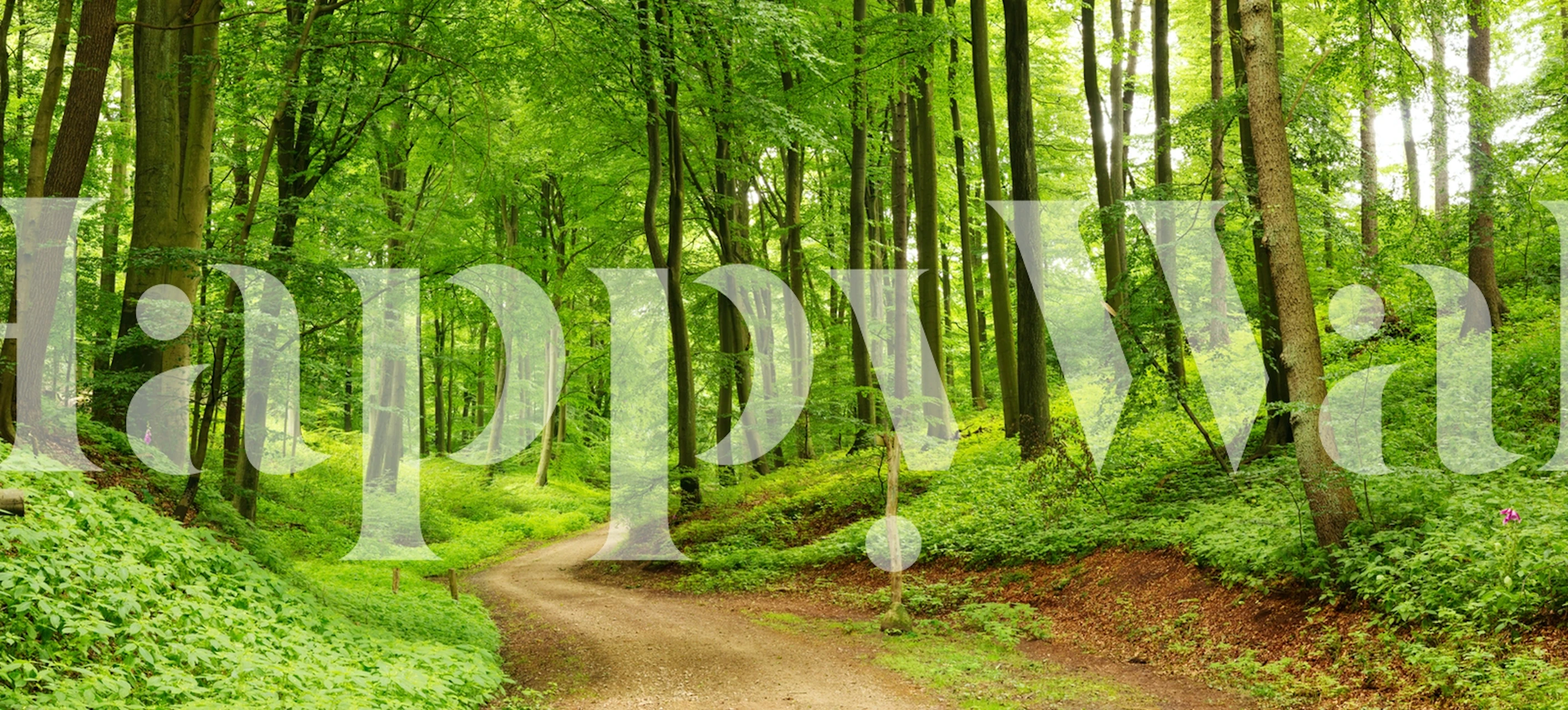 Lush green trees and forest path wallpaper